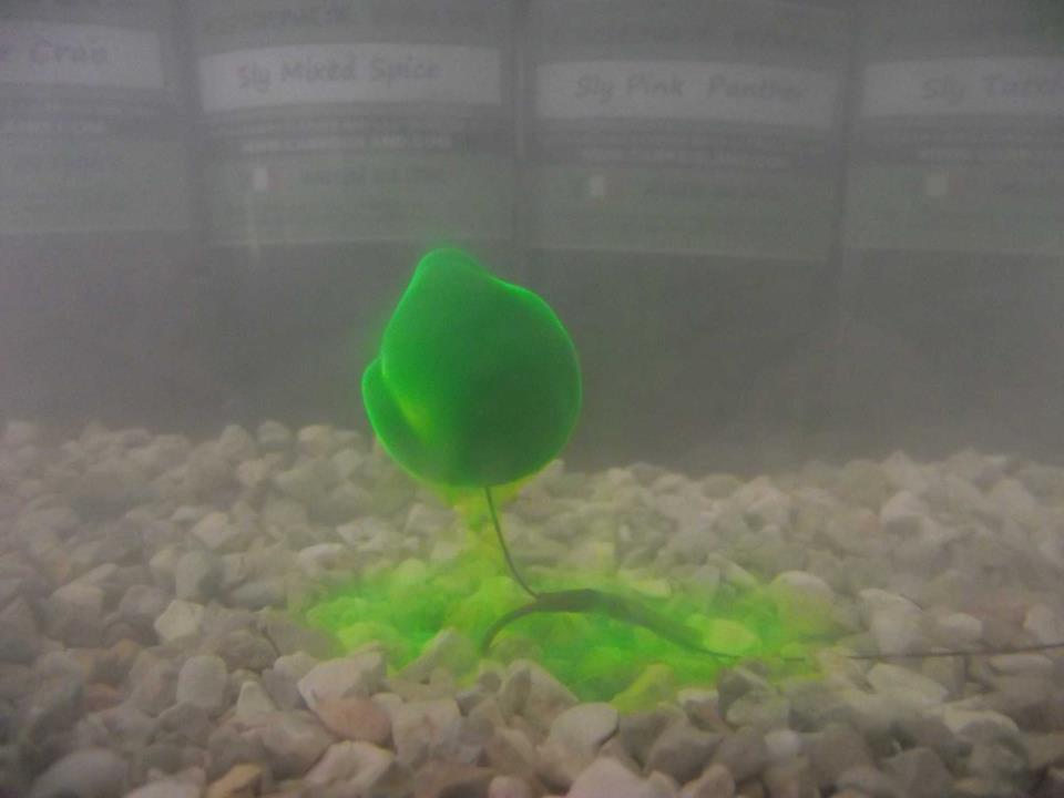 pop-up - 5221114598669016700662012894n.jpg